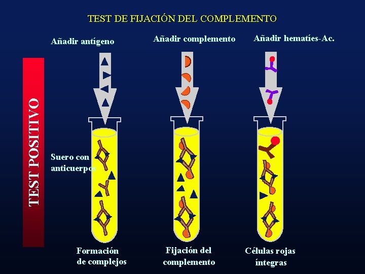 TEST DE FIJACIÓN DEL COMPLEMENTO TEST POSITIVO Añadir antígeno Añadir complemento Añadir hematíes-Ac. Suero