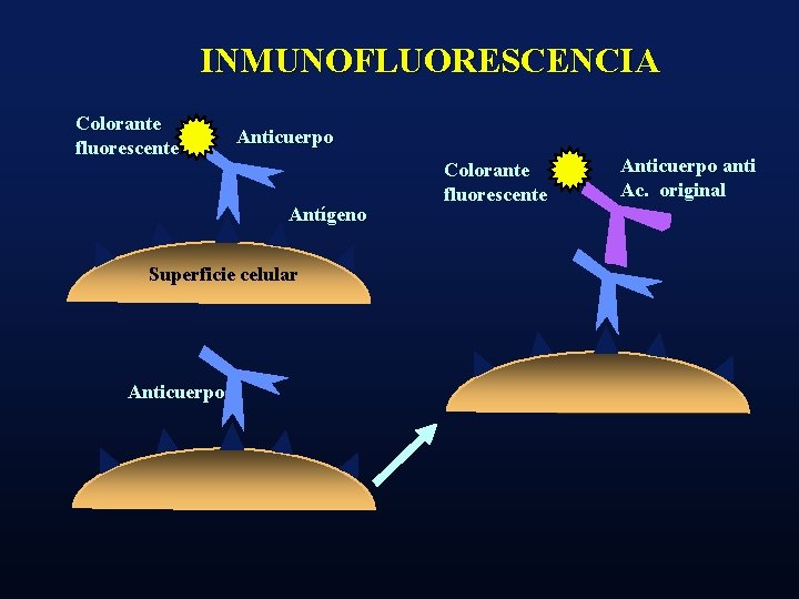 INMUNOFLUORESCENCIA Colorante fluorescente Anticuerpo Antígeno Superficie celular Anticuerpo Colorante fluorescente Anticuerpo anti Ac. original