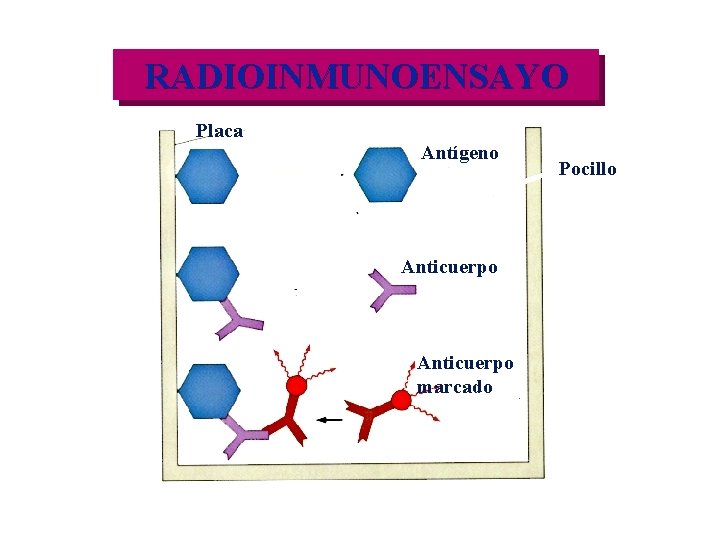 RADIOINMUNOENSAYO Placa Antígeno Anticuerpo marcado Pocillo 