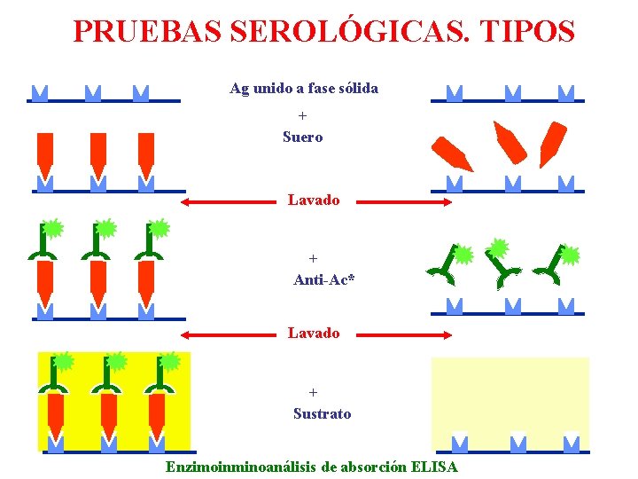 PRUEBAS SEROLÓGICAS. TIPOS Ag unido a fase sólida + Suero Lavado + Anti-Ac* Lavado