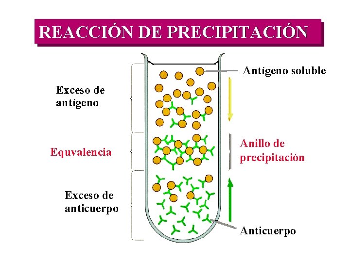 REACCIÓN DE PRECIPITACIÓN Antígeno soluble Exceso de antígeno Equvalencia Anillo de precipitación Exceso de