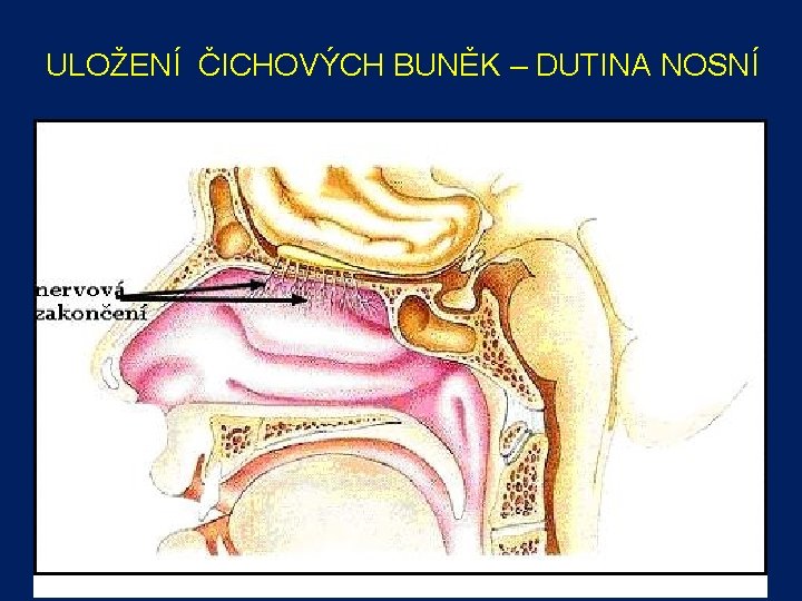 ULOŽENÍ ČICHOVÝCH BUNĚK – DUTINA NOSNÍ 