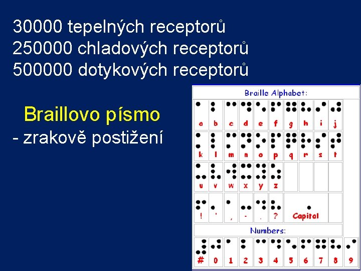 30000 tepelných receptorů 250000 chladových receptorů 500000 dotykových receptorů Braillovo písmo - zrakově postižení