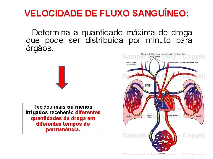 VELOCIDADE DE FLUXO SANGUÍNEO: Determina a quantidade máxima de droga que pode ser distribuída