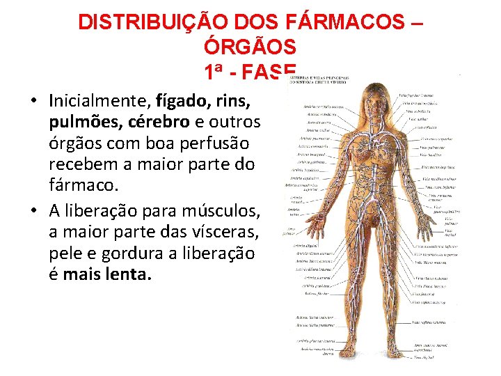 DISTRIBUIÇÃO DOS FÁRMACOS – ÓRGÃOS 1ª - FASE • Inicialmente, fígado, rins, pulmões, cérebro