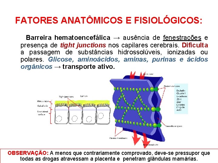 FATORES ANATÔMICOS E FISIOLÓGICOS: Barreira hematoencefálica → ausência de fenestrações e presença de tight