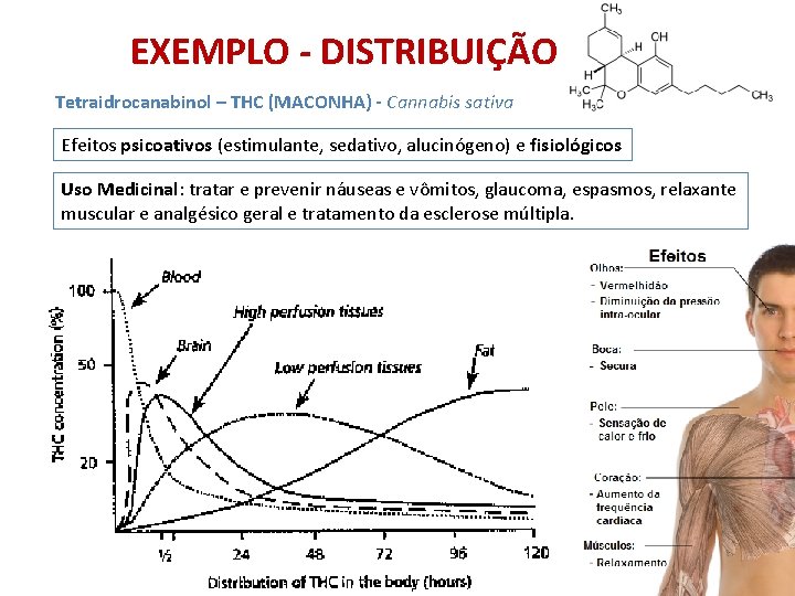 EXEMPLO - DISTRIBUIÇÃO Tetraidrocanabinol – THC (MACONHA) - Cannabis sativa Efeitos psicoativos (estimulante, sedativo,