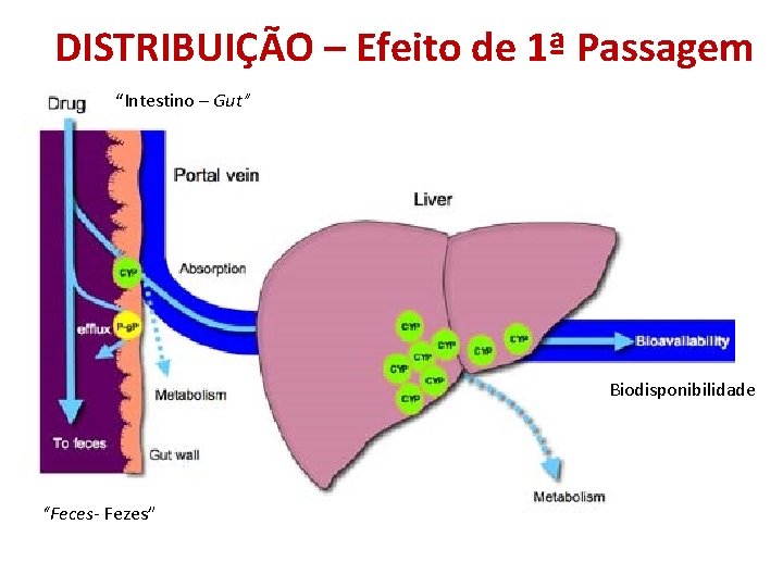 DISTRIBUIÇÃO – Efeito de 1ª Passagem “Intestino – Gut” Biodisponibilidade “Feces- Fezes” 