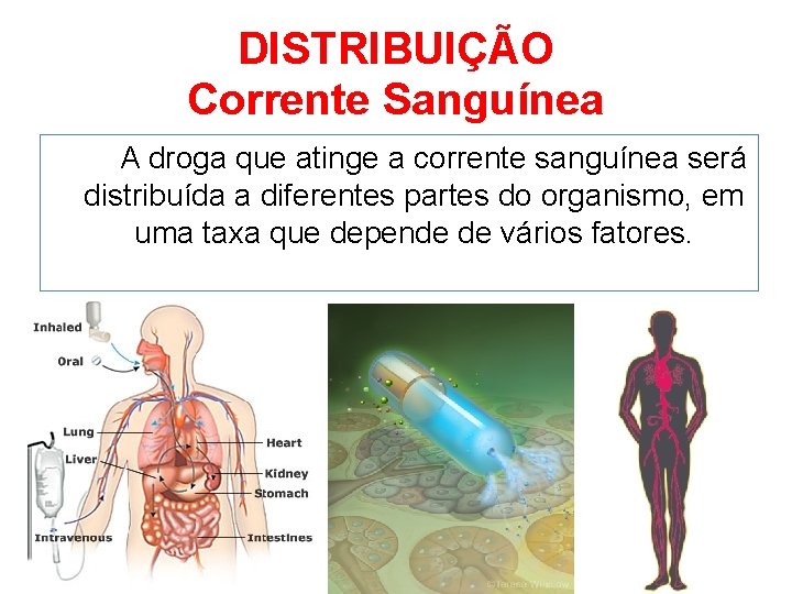 DISTRIBUIÇÃO Corrente Sanguínea A droga que atinge a corrente sanguínea será distribuída a diferentes