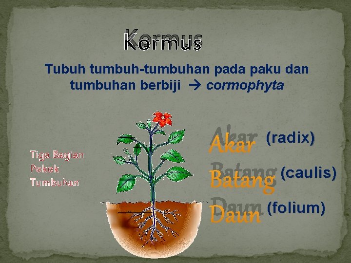 Kormus Tubuh tumbuh-tumbuhan pada paku dan tumbuhan berbiji cormophyta Tiga Bagian Pokok Tumbuhan Akar