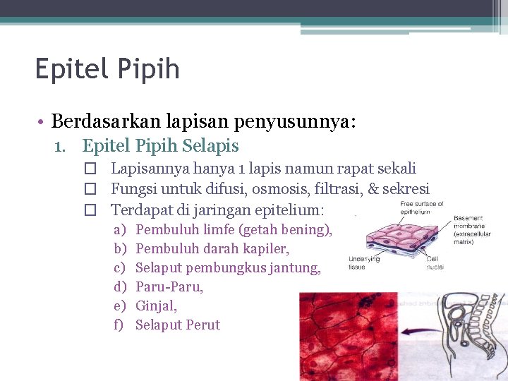 Epitel Pipih • Berdasarkan lapisan penyusunnya: 1. Epitel Pipih Selapis � Lapisannya hanya 1