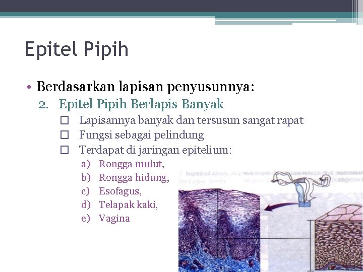 Epitel Pipih • Berdasarkan lapisan penyusunnya: 2. Epitel Pipih Berlapis Banyak � Lapisannya banyak