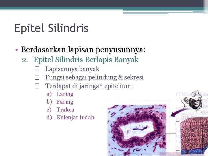 Epitel Silindris • Berdasarkan lapisan penyusunnya: 2. Epitel Silindris Berlapis Banyak � Lapisannya banyak