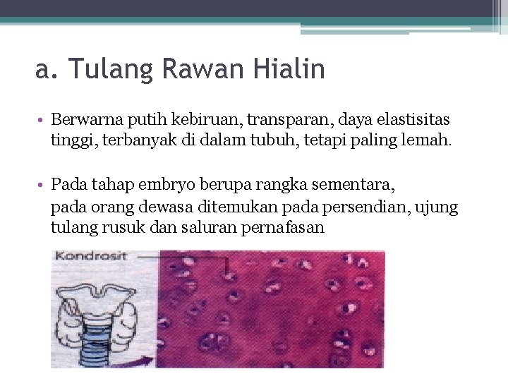 a. Tulang Rawan Hialin • Berwarna putih kebiruan, transparan, daya elastisitas tinggi, terbanyak di