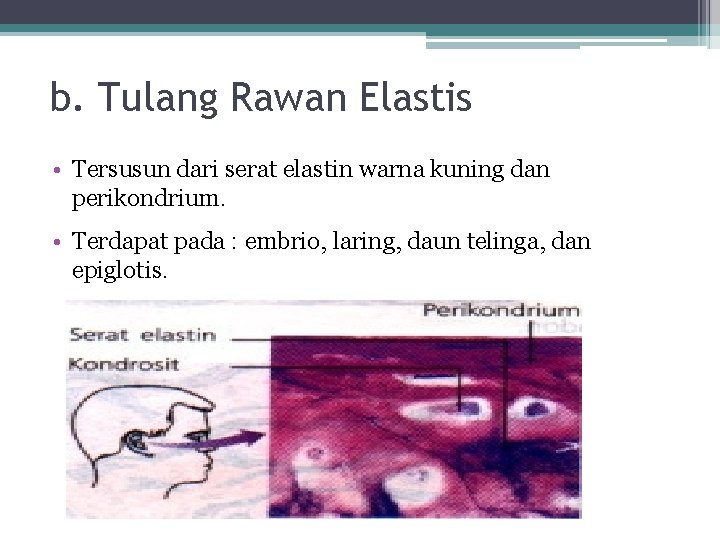 b. Tulang Rawan Elastis • Tersusun dari serat elastin warna kuning dan perikondrium. •
