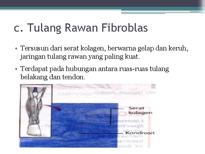 c. Tulang Rawan Fibroblas • Tersusun dari serat kolagen, berwarna gelap dan keruh, jaringan