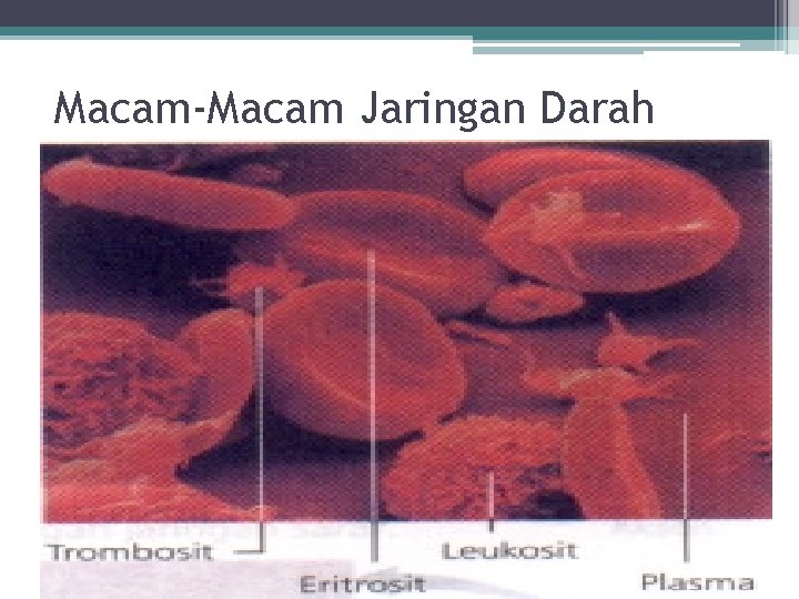 Macam-Macam Jaringan Darah 