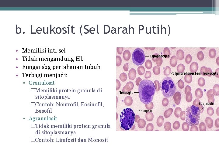 b. Leukosit (Sel Darah Putih) • • Memiliki inti sel Tidak mengandung Hb Fungsi