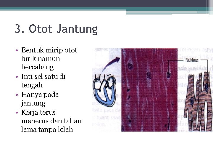 3. Otot Jantung • Bentuk mirip otot lurik namun bercabang • Inti sel satu