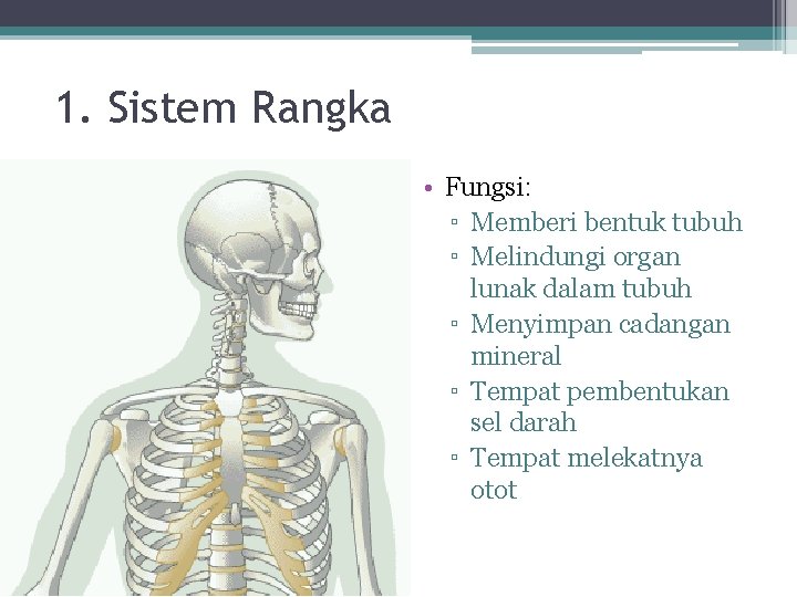 1. Sistem Rangka • Fungsi: ▫ Memberi bentuk tubuh ▫ Melindungi organ lunak dalam