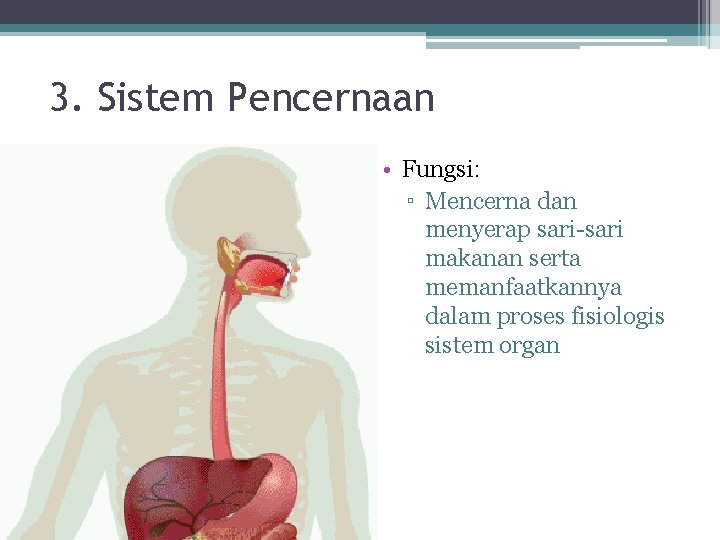 3. Sistem Pencernaan • Fungsi: ▫ Mencerna dan menyerap sari-sari makanan serta memanfaatkannya dalam