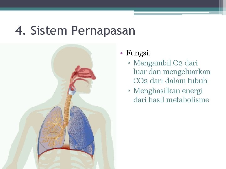 4. Sistem Pernapasan • Fungsi: ▫ Mengambil O 2 dari luar dan mengeluarkan CO