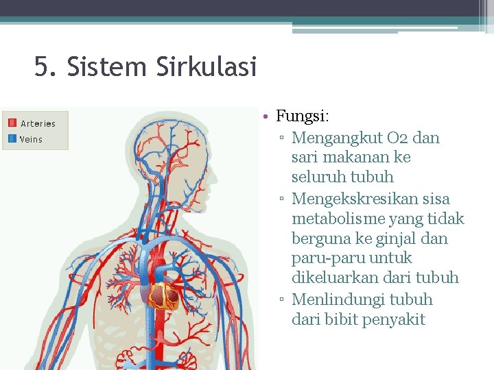 5. Sistem Sirkulasi • Fungsi: ▫ Mengangkut O 2 dan sari makanan ke seluruh