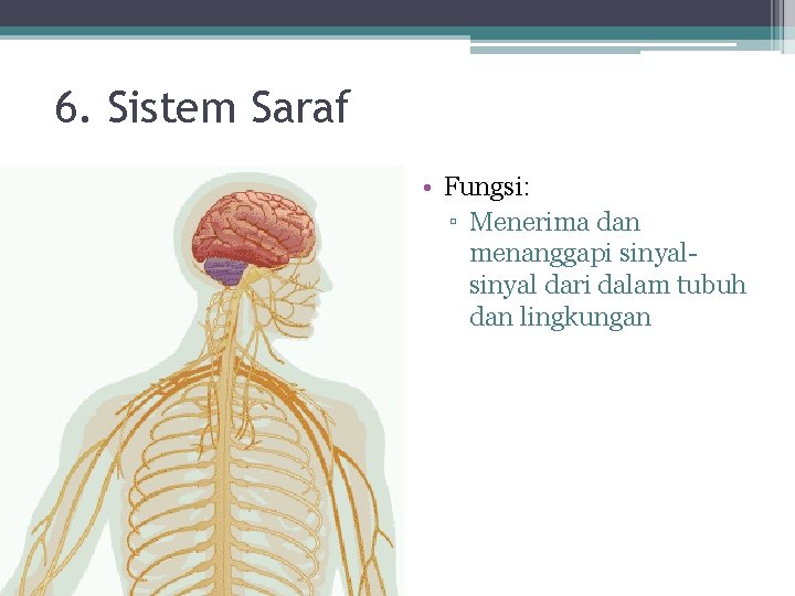 6. Sistem Saraf • Fungsi: ▫ Menerima dan menanggapi sinyal dari dalam tubuh dan