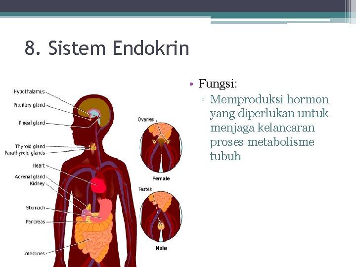 8. Sistem Endokrin • Fungsi: ▫ Memproduksi hormon yang diperlukan untuk menjaga kelancaran proses