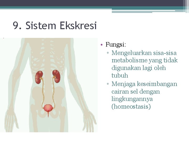 9. Sistem Ekskresi • Fungsi: ▫ Mengeluarkan sisa-sisa metabolisme yang tidak digunakan lagi oleh