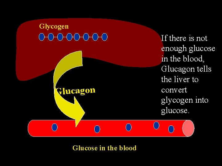 Glycogen Glucagon Glucose in the blood If there is not enough glucose in the
