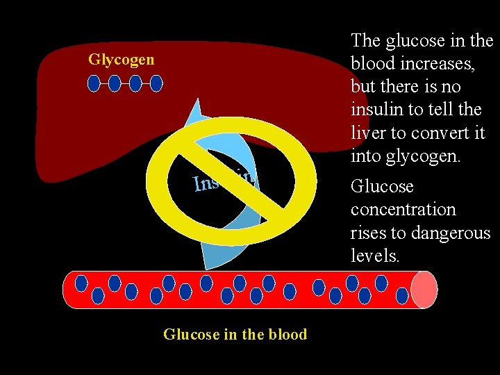 Glycogen n i l u s n I Glucose in the blood The glucose