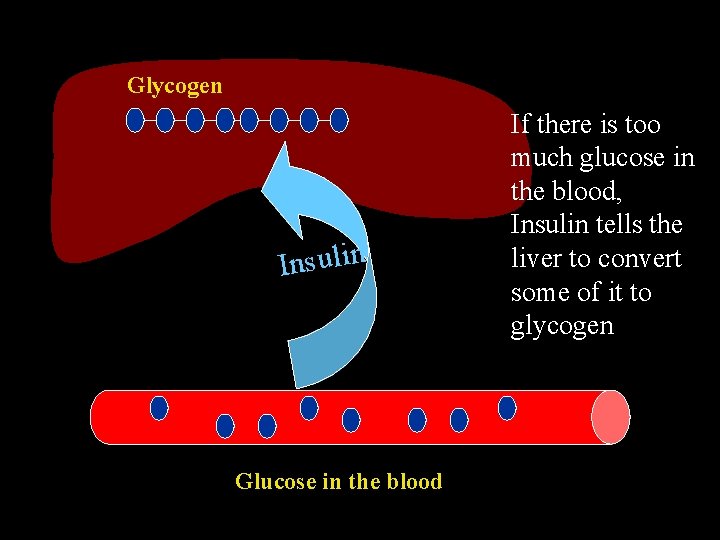 Glycogen n i l u s n I Glucose in the blood If there