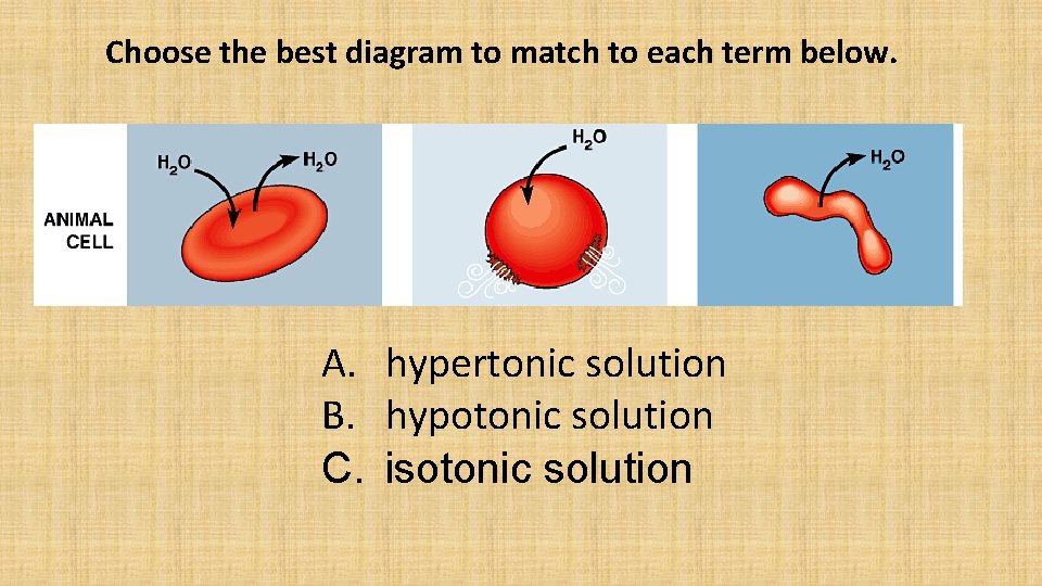 Choose the best diagram to match to each term below. A. hypertonic solution B.