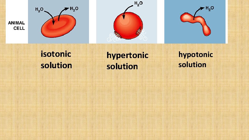 isotonic solution hypertonic solution hypotonic solution 