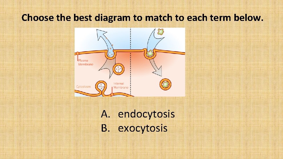 Choose the best diagram to match to each term below. A. endocytosis B. exocytosis