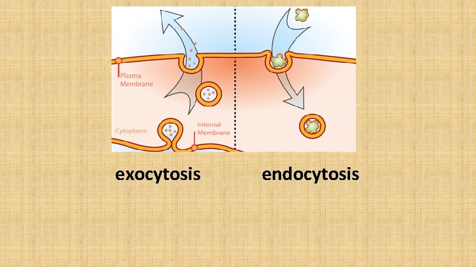 exocytosis endocytosis 