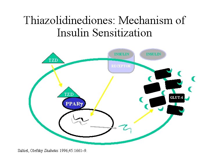 Thiazolidinediones: Mechanism of Insulin Sensitization INSULIN TZD RECEPTOR GLUCOSE TZD GLUT-4 PPAR DNA Saltiel,