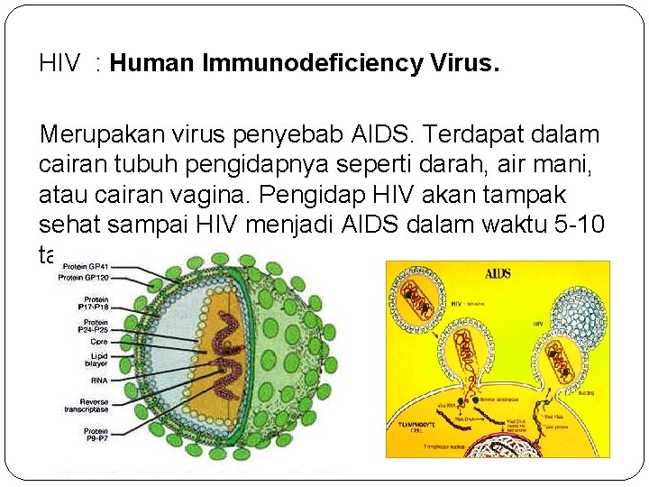 HIV : Human Immunodeficiency Virus. Merupakan virus penyebab AIDS. Terdapat dalam cairan tubuh pengidapnya