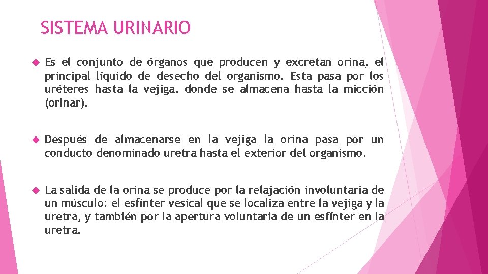 SISTEMA URINARIO Es el conjunto de órganos que producen y excretan orina, el principal