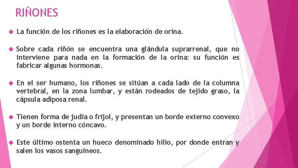 RIÑONES La función de los riñones es la elaboración de orina. Sobre cada riñón