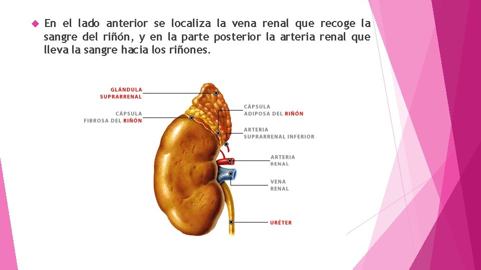  En el lado anterior se localiza la vena renal que recoge la sangre