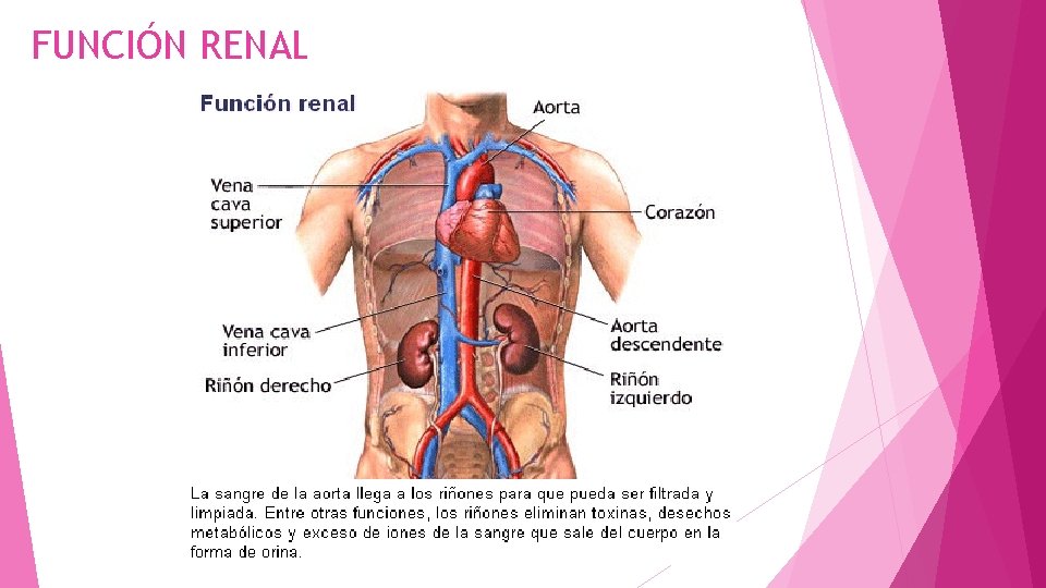 FUNCIÓN RENAL 