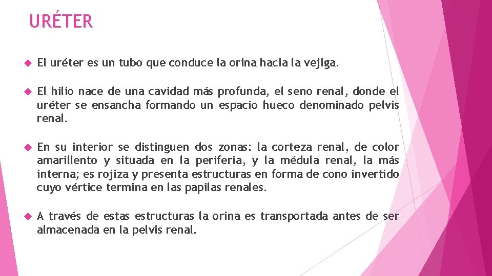 URÉTER El uréter es un tubo que conduce la orina hacia la vejiga. El