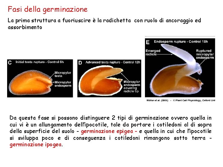 Fasi della germinazione La prima struttura a fuoriuscire è la radichetta con ruolo di