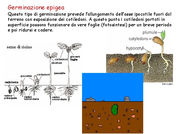 Germinazione epigea Questo tipo di germinazione prevede l’allungamento dell’asse ipocotile fuori dal terreno con