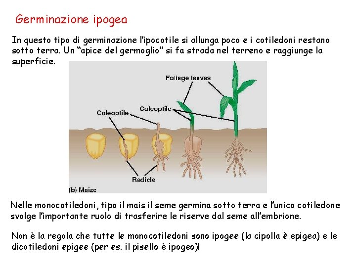 Germinazione ipogea In questo tipo di germinazione l’ipocotile si allunga poco e i cotiledoni