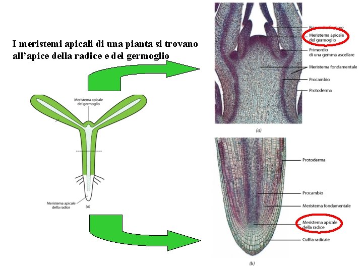 I meristemi apicali di una pianta si trovano all’apice della radice e del germoglio