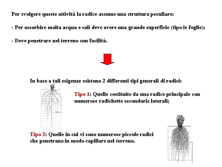 Per svolgere queste attività la radice assume una struttura peculiare: - Per assorbire molta