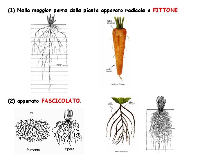 (1) Nella maggior parte delle piante apparato radicale a FITTONE. (2) apparato FASCICOLATO. 